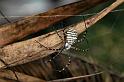 Argiope_trifasciata_D3239_Z_88_Valle Gran Rey_Spanje